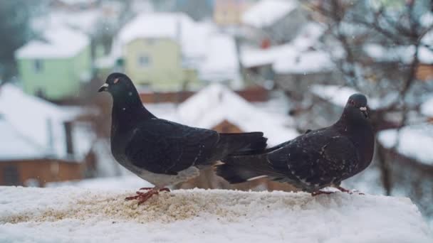 Pigeon Par Fenêtre Couple Colombe Hiver Assis Sur Rebord Fenêtre — Video
