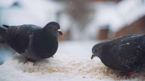 Par Pombas Fora Janela Feche Duas Pombas Borda Janela — Vídeo de Stock