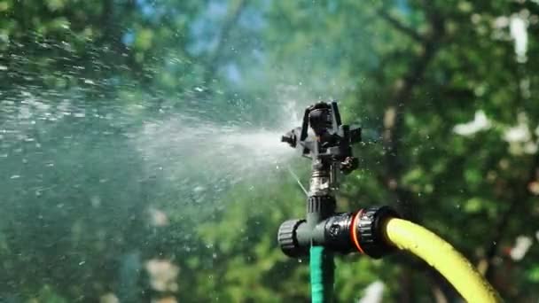 Vattnar Gräsmattan Grön Trädgård Bevattningsslang Och Sprutvatten Trädgården — Stockvideo