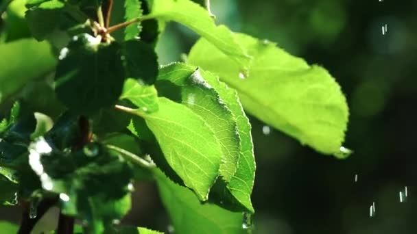 Водопостачання Садовому Листі Водяні Краплі Збризкують Спринклера Зеленому Листі — стокове відео