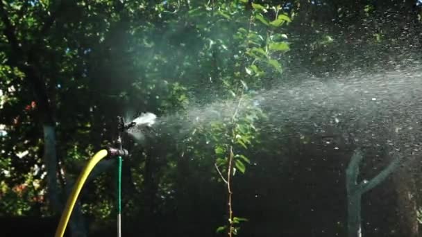 Pulverizadores Automáticos Jardín Cabeza Aspersor Regando Arbusto Hierba Jardín — Vídeos de Stock