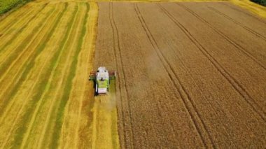 Buğday tarlasını birleştirin. Buğday tarlasında çalışan kombine üzerinde hava görüntüsü