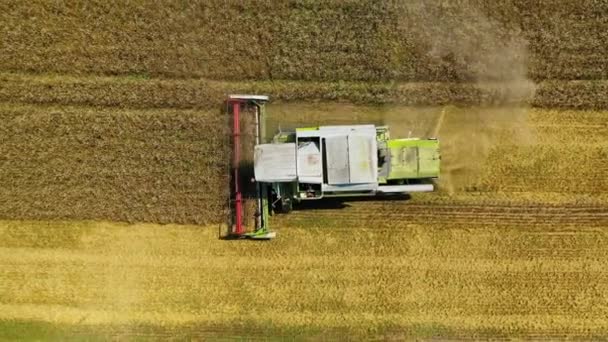 Pola Zbiorów Kombajnem Kombajny Zbożowe Maszyny Zbioru Pszenicy Pole — Wideo stockowe