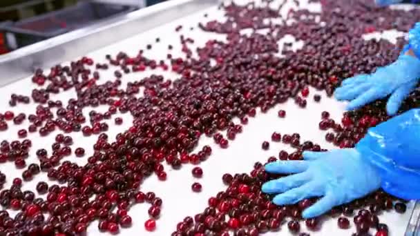 Berry Selection Factory Close Workers Control Quality Berries — Stock Video