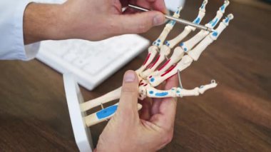 Modeli gösteren tıp doktoru. Doktorun muayenehanesini el modeliyle kapatın.