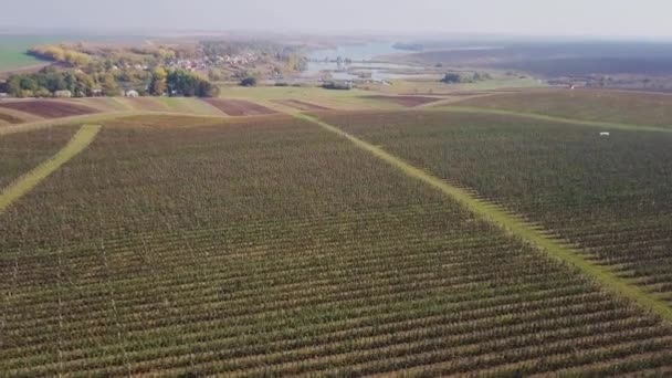 Big Plantation Green Apple Trees Growing Long Rows Summer Background — Stock Video