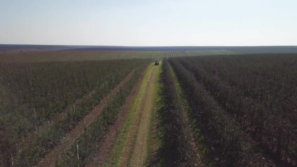 Jeden Ciągnik Porusza Się Polu Pomiędzy Wielką Plantacją Jabłek Latem — Wideo stockowe