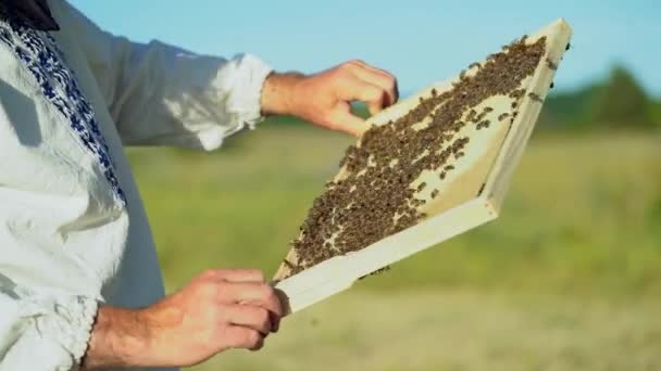 Méhész Keretet Méhkasból Származó Méhekkel Vizsgálja Homályos Háttérben Méhek Másznak — Stock videók