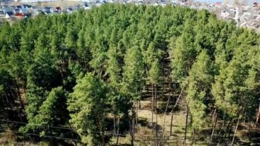 İlkbaharda çam ağaçlarından oluşan bir orman parkının ve renkli çatıların üzerinden uçmak. Çam ormanının tepelerinde uçuyor. Hava İncelemesi