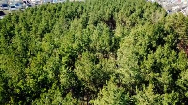 Hermosa Vista Del Bosque Verde Con Pinos Cerca Del Lugar — Vídeos de Stock