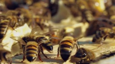 Güneşli bir günde arı kovanındaki çalışkan arıların muhteşem manzarası. Alışılmadık ve meşgul böcekler yazın tahta bir yüzeyde sürünüyorlar. Makro çekim