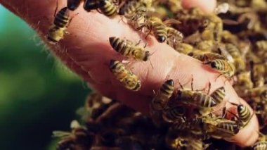 Arıların arka planında sürünen bir sürü böcek olan insan eli. Güneşli bir günde güzel bal arılarının Macro çekimi erkeklerin elinde emekliyor. Apiary kavramı.