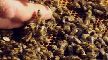 Dışarıdaki arılarla dolu çerçeveye çıplak elle dokunan bir adam. Bir çerçevede sürünen bir sürü böcek ve erkeğin çıplak eli. Yakın plan.