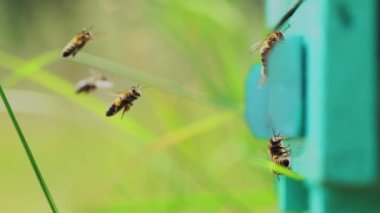 Bulanık arka plandaki ahşap kovanın girişine uçmakla meşgul arılar. Arı kovanının yakınında polen ve bal taşıyan böceklere yakın durun. Apiary kavramı