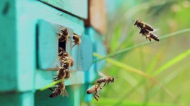 Aktif arılar, yeşil doğanın arka planında polen bulunan mavi ahşap kovana doğru uçuyorlar. Bal böcekleri yazın bacaklarında sarı polen taşırlar. Yakın plan.