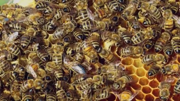 Enjambre Abejas Increíbles Arrastrándose Panal Trabajando Duro Día Aire Libre — Vídeos de Stock