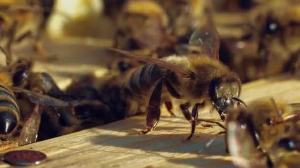 Erstaunliche Bienen Krabbeln Einem Sonnigen Tag Auf Einer Holzoberfläche Zwischen — Stockvideo