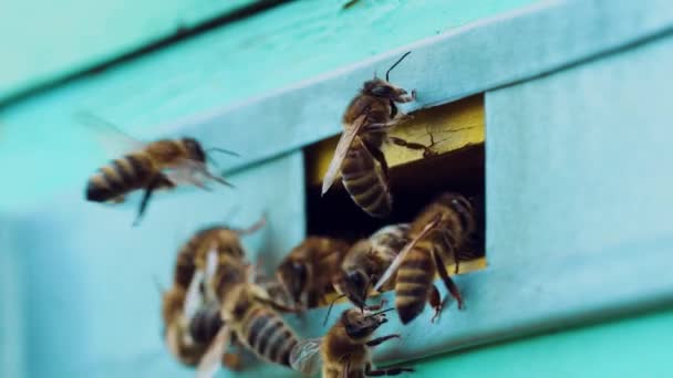 Enjambre Abejas Arrastrándose Entrada Colmena Azul Las Abejas Melíferas Revolotean — Vídeo de stock