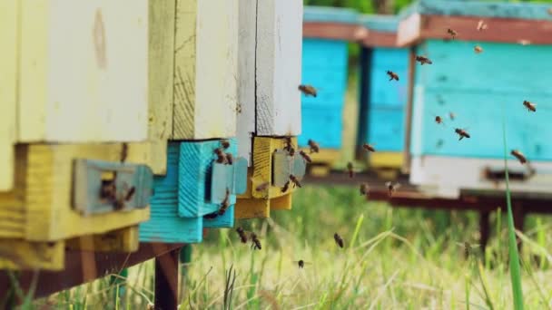 Πολλές Μέλισσες Πετούν Προς Χρωματιστές Κυψέλες Τους Μια Ηλιόλουστη Μέρα — Αρχείο Βίντεο