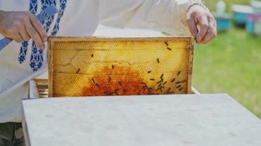 Petek çerçevede gösterilen arıcı. Arıcı iş başında. Çerçeveler, bir arı kovanı. Arı kovanı kavramı