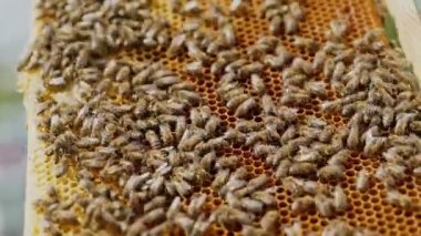 Bal peteği üzerinde çalışan arılar. Arı yetiştiricisi balla ilgili bir çerçeveyi kontrol edebiliyor..