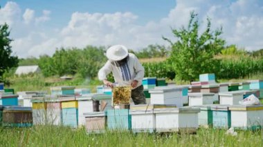 Arı yetiştiricisi arılarla ve arı kovanlarıyla çalışıyor. Arılar bal peteğinde. Arı kovanının çerçeveleri. Arıcılık. Tatlım..