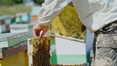 Arı kovanının çerçeveleri. Arı yetiştiricisi bal topluyor. Bal hücreleri üzerinde çalışan arılar. Apiary kavramı.
