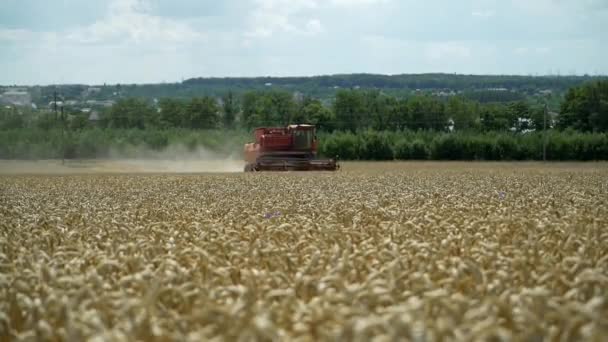 農場で収穫した熟した小麦を組み合わせる 収穫時期 — ストック動画