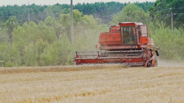 Combine Harvester Gathers Wheat Crop Wheat Harvesting — Stock Video