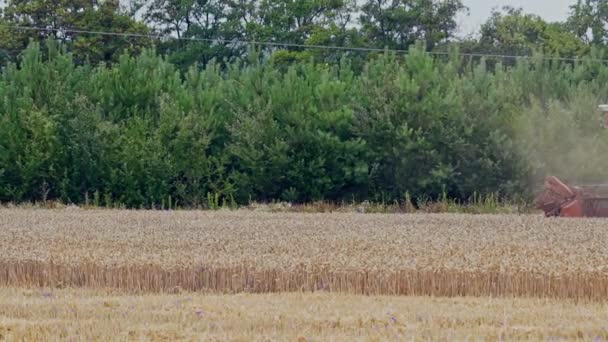 Colheita Trigo Combine Colheitadeira Trabalhando Campo Trigo Conceito Indústria Alimentar — Vídeo de Stock