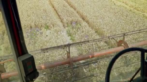 Закрыть Режущие Лезвия Комбайне Уборке Пшеницы Пшеничный Комбайн — стоковое видео