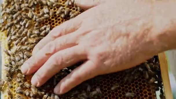 Mänskliga Händer Visar Träram Med Honeycombs Ramar Bikupa Biodlare Biodling — Stockvideo