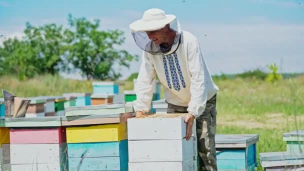 Apicoltore Abbigliamento Protettivo Tiene Una Cornice Con Favi Api Giardino — Video Stock