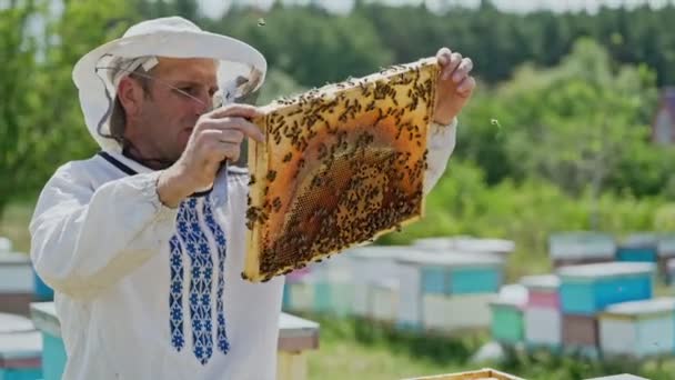 Μελισσοκόμος Δουλεύει Μέλισσες Και Μελίσσια Στο Μελισσοκομείο Μέλισσες Κηρήθρα Σκελετοί — Αρχείο Βίντεο