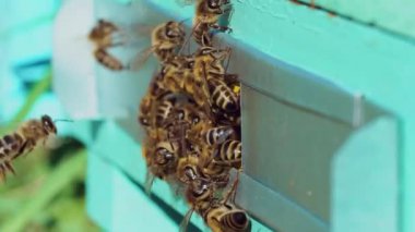Kovan etrafında uçan arılar. İşçi arıların hayatı. Apiary kavramı