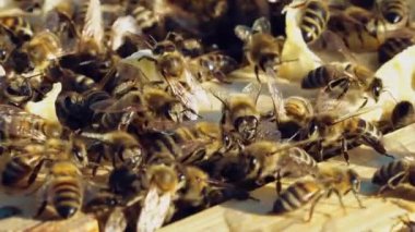 Bal arılarına yakın çekim. Arı kovanının çerçeveleri. Arılar nektarı bala çevirir..