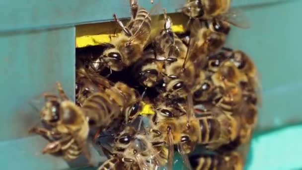 Honingbijen Zwermen Rond Vliegen Rond Hun Bijenkorf Leven Van Werkbijen — Stockvideo