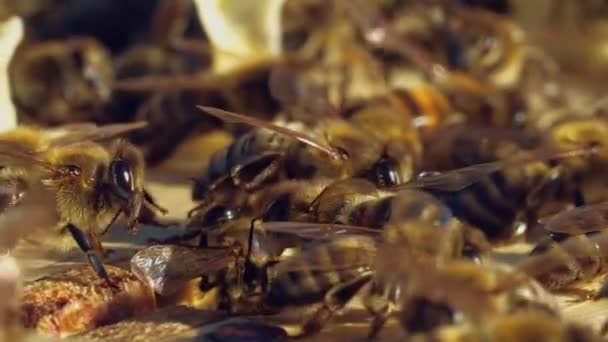 Méhek Fészkére Méhek Méhsejtszerkezetére Méhsejtszerkezeten Dolgozó Méhek — Stock videók