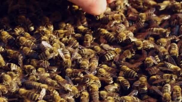 Рука Пчеловода Работает Пчелами Ульями Пасеке Пчелы Сотах Рамки Пчелиного — стоковое видео