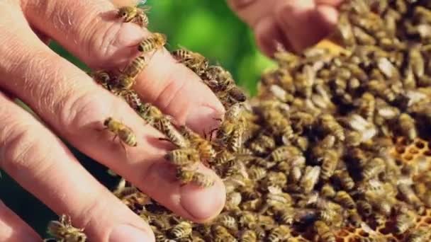 Hand Van Imker Werkt Met Bijen Bijenkorven Bijenstal Bijen Honingraten — Stockvideo