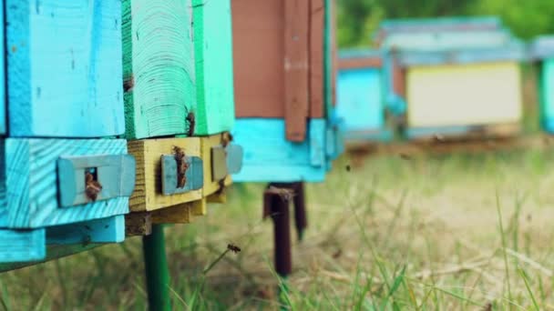Med Včely Létající Vzduchu Letní Den Blízkosti Úlů Medové Farmě — Stock video