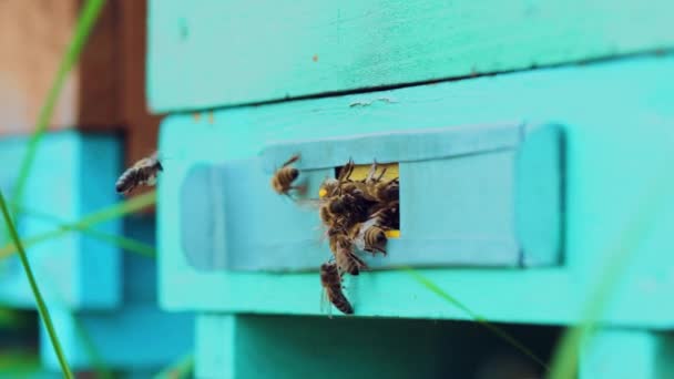 Αργή Κίνηση Των Μελισσών Που Πετούν Γύρω Από Κυψέλη — Αρχείο Βίντεο