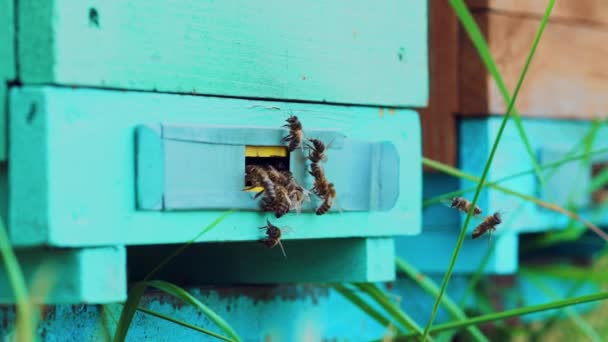 Bees Flying Hive Life Worker Bees Apiary Concept — Stock Video