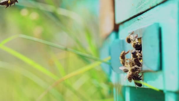 Slow Motion Honey Bee Flyger Runt Bikupa Med Suddig Bakgrund — Stockvideo