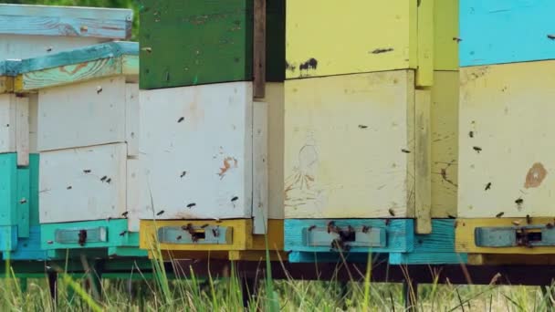 Bienen Fliegen Aus Bienenstock Zeitlupe — Stockvideo
