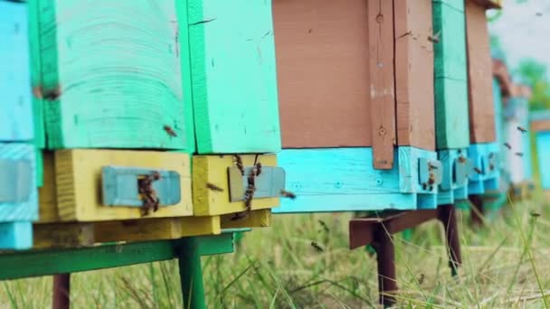 野の蜂の巣の屋外を飛び回るミツバチコロニーのスローモーション — ストック動画