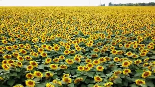 Sonnenblume Luftaufnahme Der Farbigen Plantage Von Sonnenblumen Blick Auf Die — Stockvideo