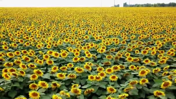 Zonnebloem Luchtfoto Van Gekleurde Plantage Van Zonnebloemen Uitzicht Het Platteland — Stockvideo