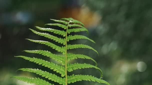 Regentropfen Fallen Auf Grüne Farnblätter Garten Das Grüne Gras Gießen — Stockvideo