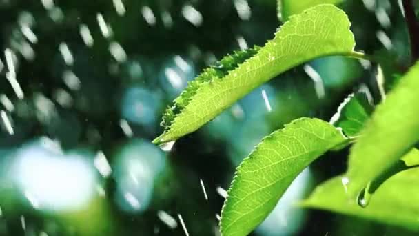 Краплі Дощової Води Падають Листя Рослини Сад Зрошення Повільний Рух — стокове відео
